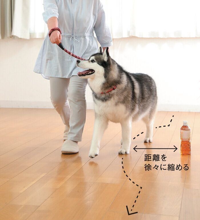 トレーニング中の犬