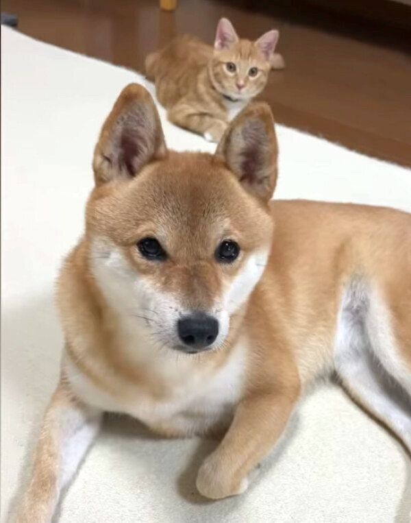 見つめるぷくちゃん、りんくん