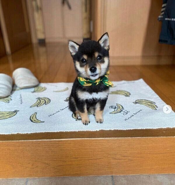 玄関で飼い主さんのことを出迎える、こたのすけくん