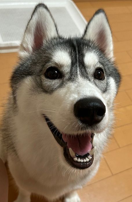 おやつを見つめてうれしそうな表情をするゆきちゃん