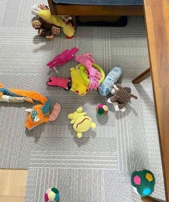 こじろうくんが運んできたおもちゃ