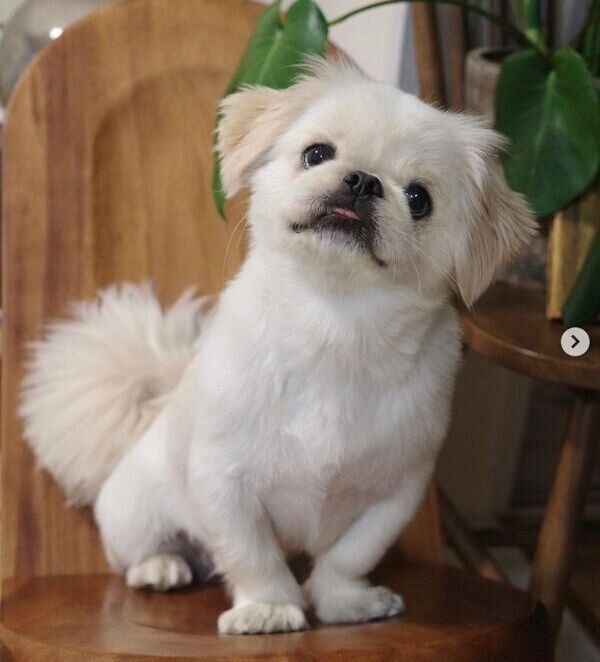 首をかしげるムーチョくん