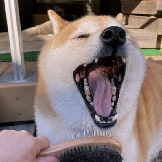 ブラッシングされる柴犬