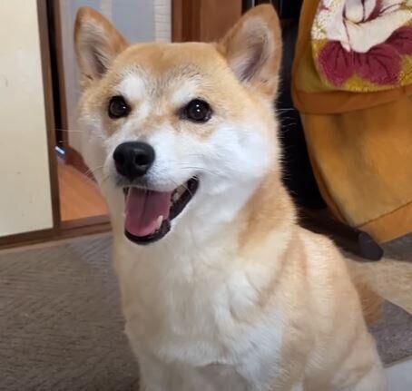柴犬のかわいいが詰まってる 大好きな飼い主さんとおうちで過ごす まったりな1日 いぬのきもちweb Magazine