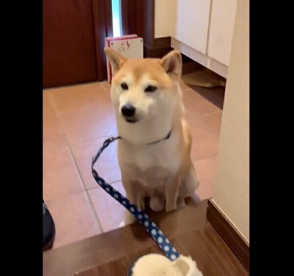 足を拭くのを待つこたろうくん