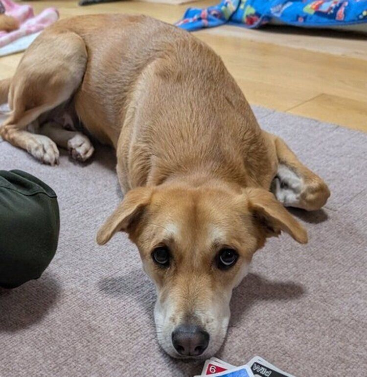 家族と団らんするりりちゃん