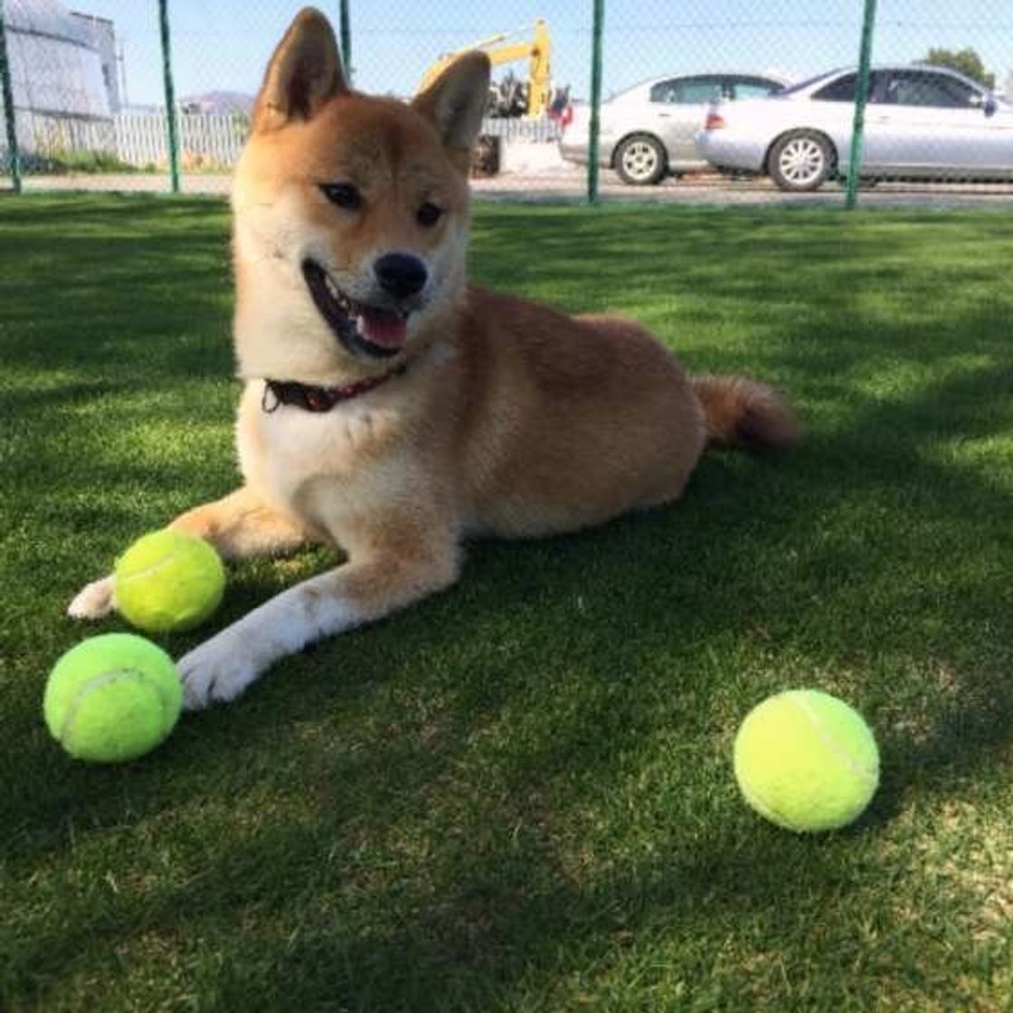 変なニオイに限ってなぜ 犬がスリスリ体をこすりつける理由は いぬのきもちweb Magazine 変なニオイに限ってなぜ 犬がスリスリ体をこすりつける理由は いぬのきもちweb Magazine