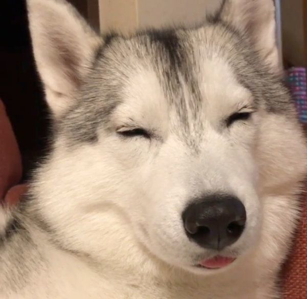 ウトウトするシベリアン・ハスキー