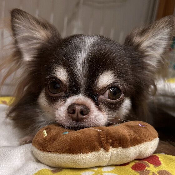 見つめるチワワ