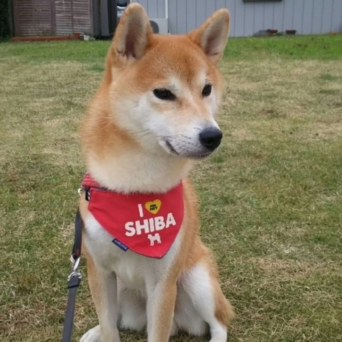その食べ物 愛犬にあげて本当に大丈夫 犬のng食材をカテゴリ別にご紹介 いぬのきもちweb Magazine その食べ物 愛犬にあげて本当に大丈夫 犬のng食材をカテゴリ別にご紹介 いぬのきもちweb Magazine