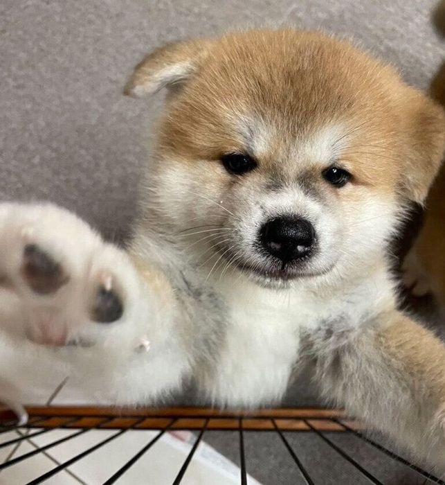 子犬時代のルナちゃん