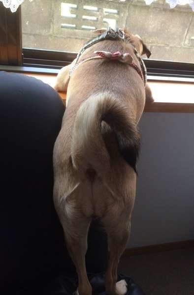 窓の外が気になる小豆ちゃん