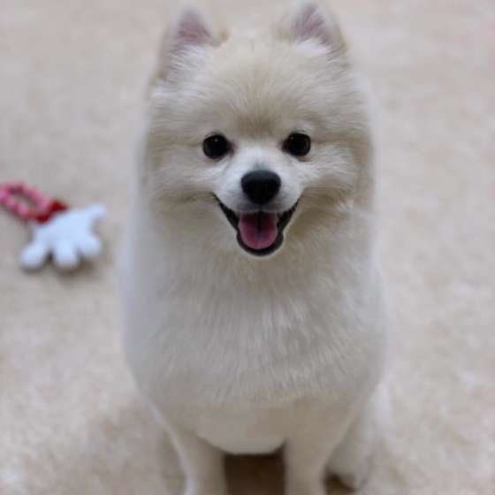 ポメラニアン