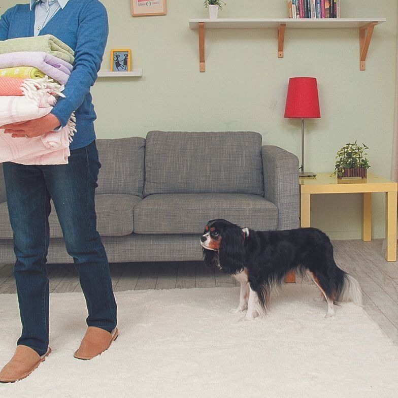 四六時中、飼い主さんのあとをついてくるときは要注意