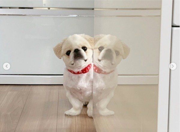 分身の術をするペキニーズ