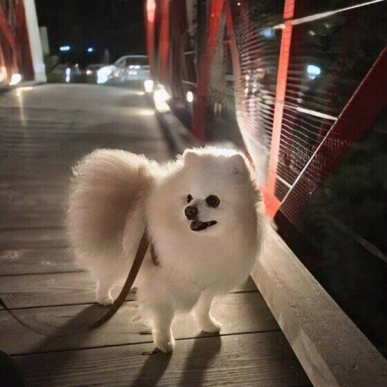 夜のお散歩をするポメラニアン