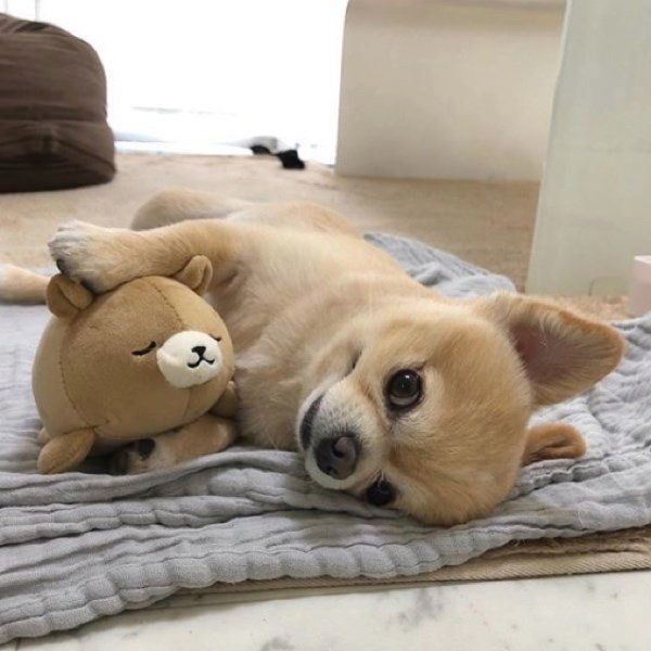 チワワのぽんたちゃん