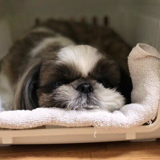 シー・ズーのアレックスちゃん