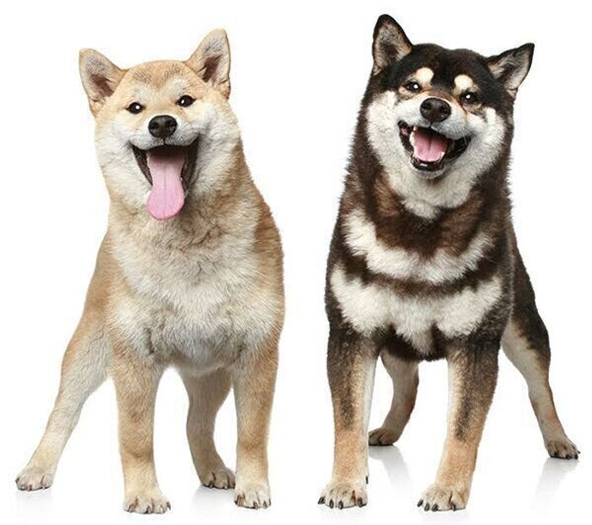 太りやすい犬種 はあるの 犬が太る理由や太るリスクを獣医師が解説 いぬのきもちweb Magazine 太りやすい犬種 はあるの 犬が太る理由や太るリスクを獣医師が解説 いぬのきもちweb Magazine