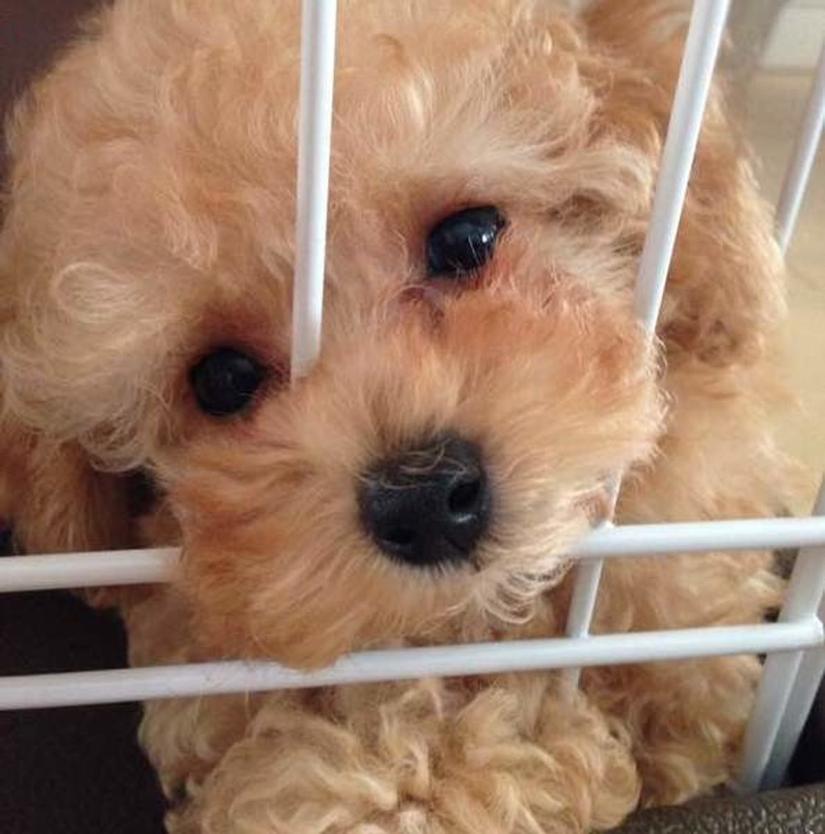 ムダ吠えしない犬の育て方 チャイムや来客時の 警戒吠え の対処法 いぬのきもちweb Magazine ムダ吠えしない犬の育て方 チャイムや来客時の 警戒吠え の対処法 いぬのきもちweb Magazine