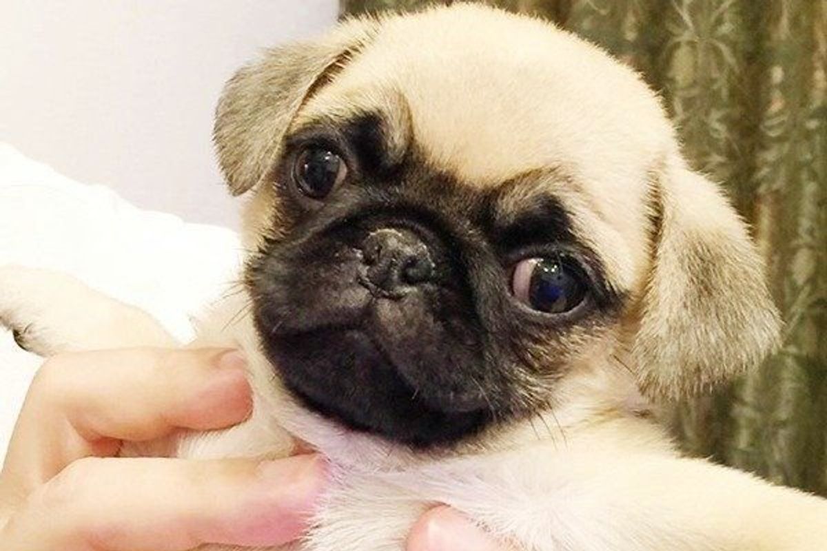 写真で間違い探し 犬が嫌がる初対面の人の接し方2つ いぬのきもちweb Magazine 写真で間違い探し 犬が嫌がる初対面の人の接し方2つ いぬのきもちweb Magazine