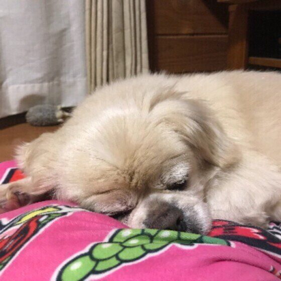 クッションの上で眠るチベタン・スパニエル