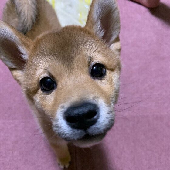 犬が自分の尻尾をぐるぐる追いかける「尾追い」の理由と対処法 いぬのきもち