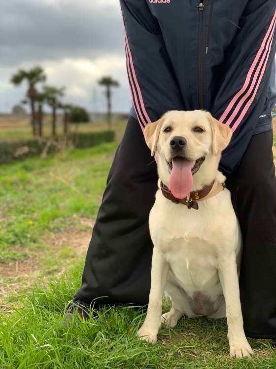 ラブラドール・レトリーバー