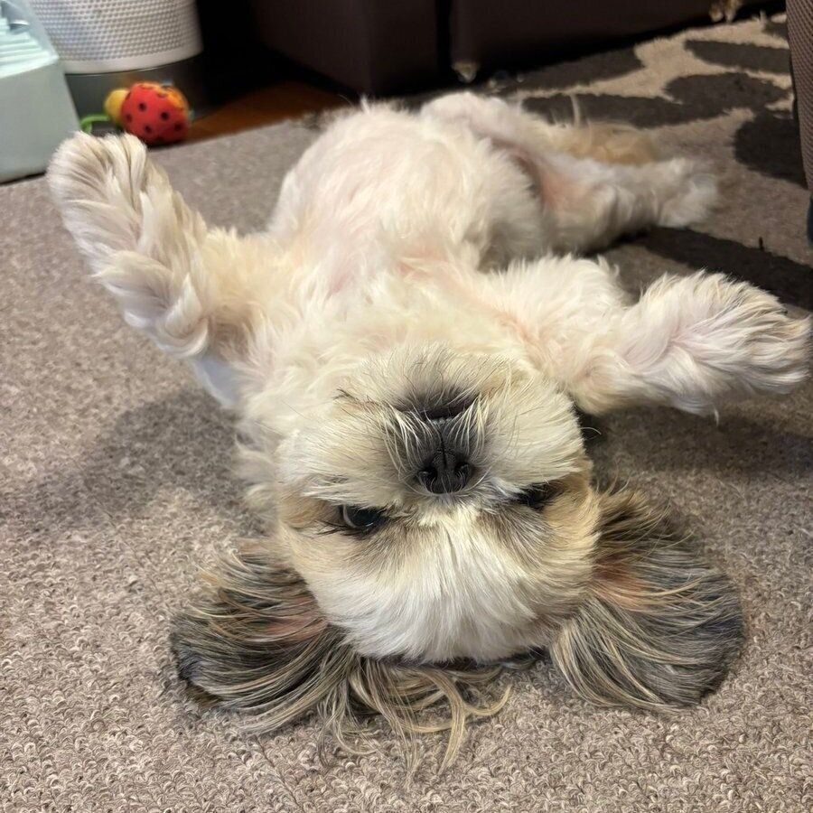 あおむけになって寝転がる5才のメルちゃん