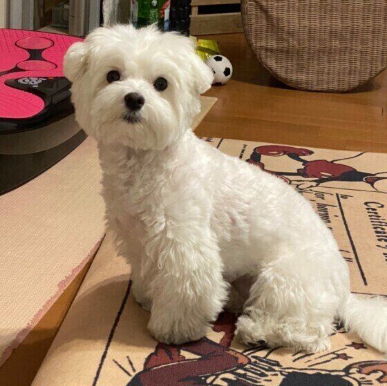 マルチーズのむぎちゃん