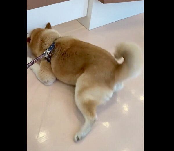 診察が待ちきれない福丸くん