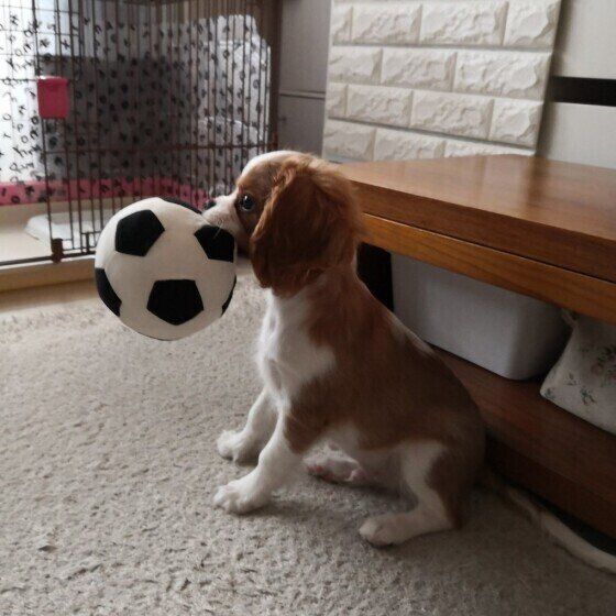 キャバリアのTARTEくん