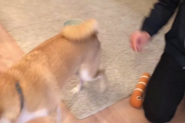 撫でやすい定位置に戻る柴犬