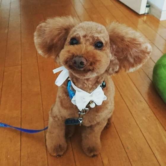 おねだり顔のトイ・プードル