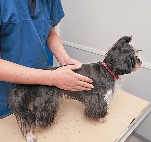 犬の体型チェック