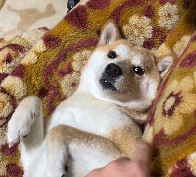 パパに甘える柴犬ハナちゃん