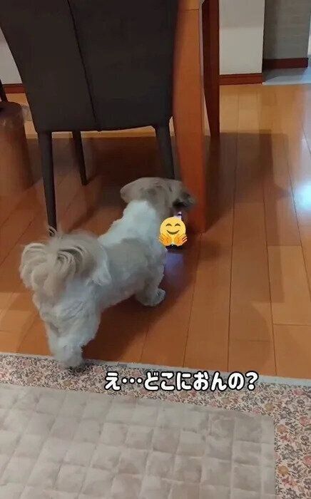 画面に映る飼い主さんに興味津々なリロちゃん