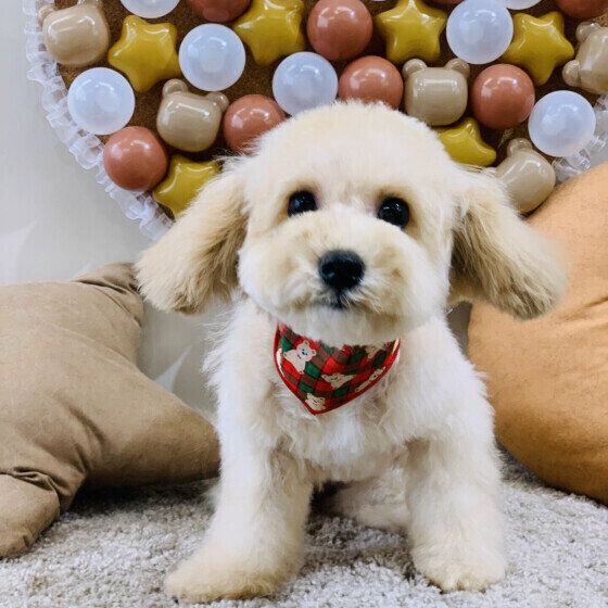 犬の毛艶や毛並みが悪くなったときに考えられることとは いぬのきもち