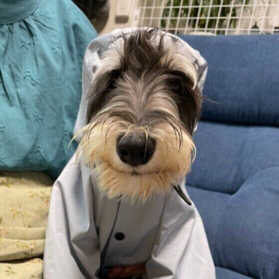 レインコートを着るミニチュア・シュナウザー