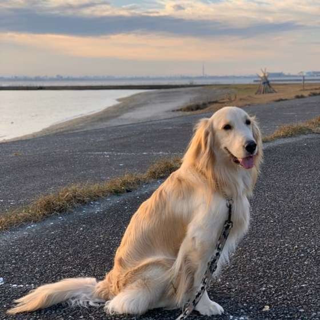 排泄後に後ろ足で地面を蹴る 犬 実は犬にもこだわりの理由があった いぬのきもちweb Magazine 排泄後に後ろ足で地面を蹴る 犬 実は犬にもこだわりの理由があった いぬのきもちweb Magazine
