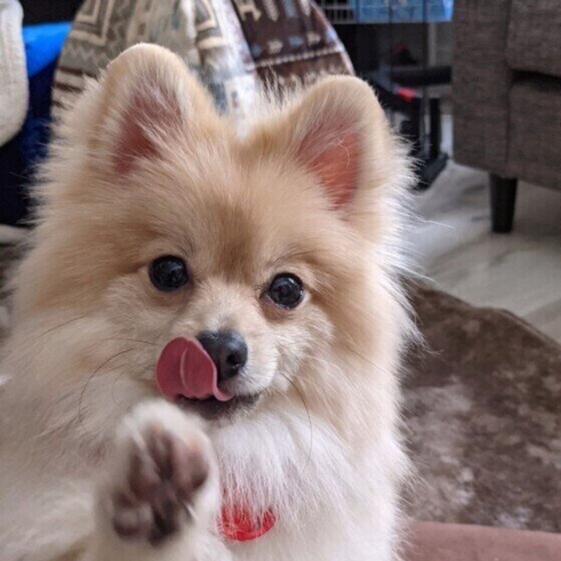 犬が人をペロペロなめる理由 愛情表現 抵抗 注意点も いぬのきもちweb Magazine 犬が人をペロペロなめる理由 愛情表現 抵抗 注意点も いぬのきもちweb Magazine