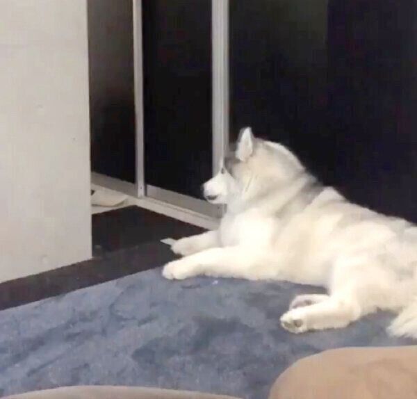 まったりするフィスくん