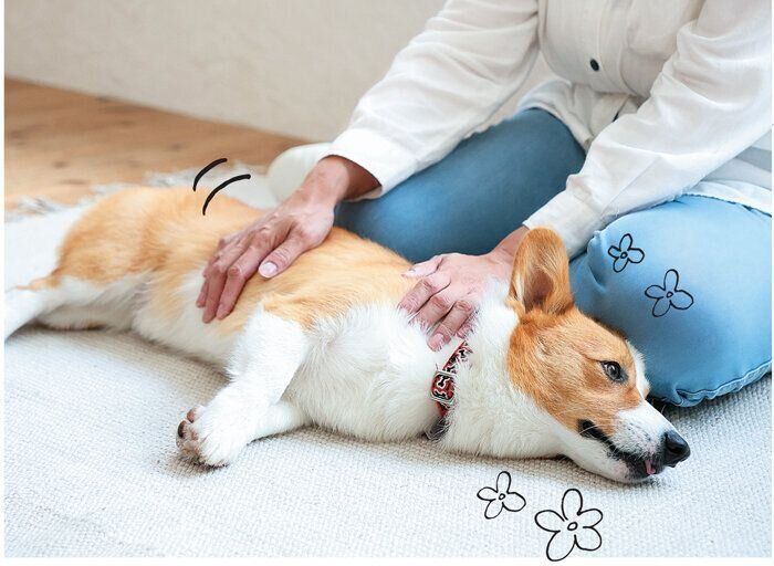 飼い主さんになでられる犬
