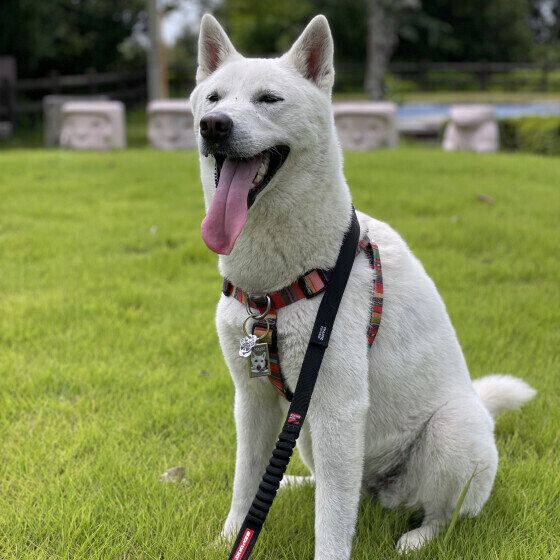 紀州の柏（ハク）ちゃん