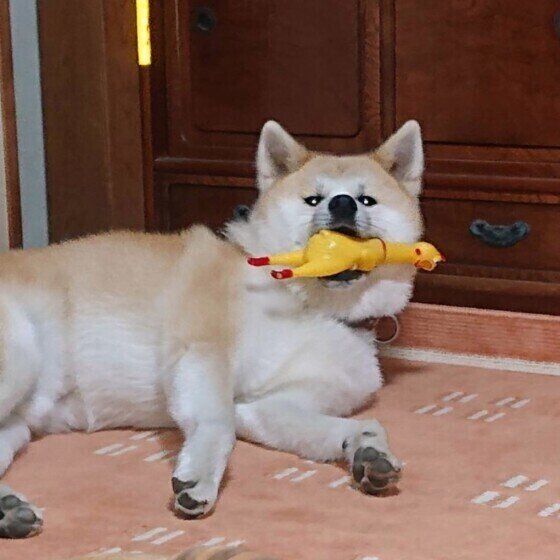 おもちゃをくわえる秋田犬