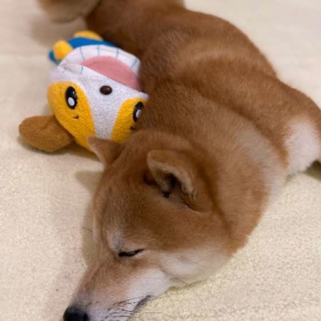 調査 愛犬と一緒に寝ている人は何割 手を握ってくる 寝言を言う 犬も 一緒に寝るリスクもチェック いぬのきもちweb Magazine 調査 愛犬と一緒に寝ている人は何割 手を握ってくる 寝言を言う 犬も 一緒に寝るリスクもチェック いぬのきもちweb Magazine