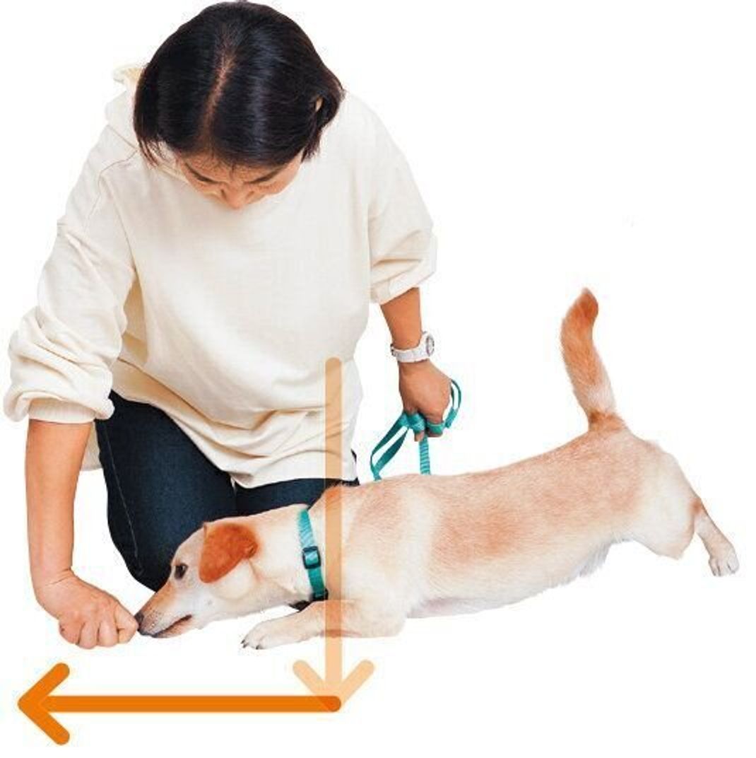 おやつがないと何もできない フセができない 指示しつけのお悩みにプロが答えます いぬのきもちweb Magazine おやつがないと何もできない フセができない 指示しつけのお悩みにプロが答えます いぬのきもちweb Magazine