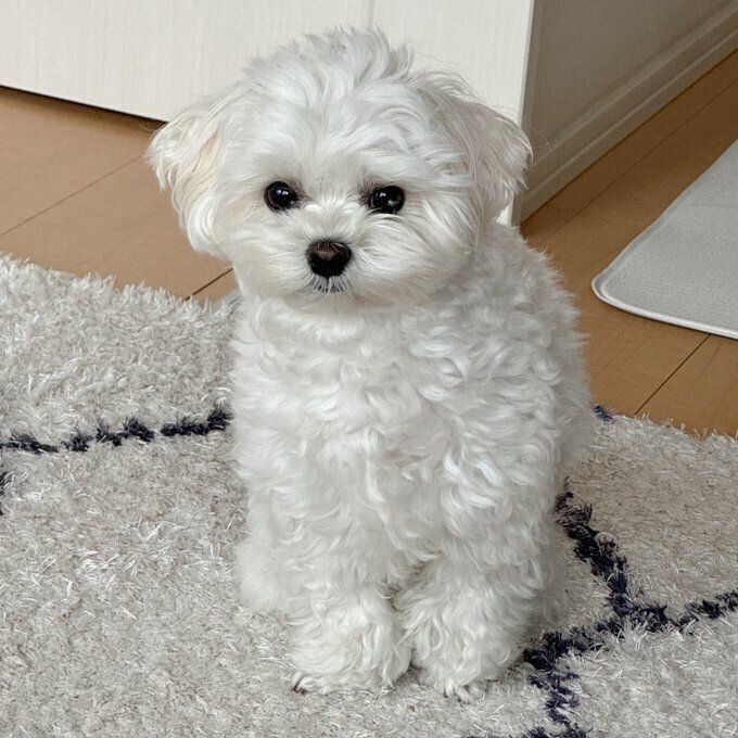 話題になった投稿　“申し訳なさそう”な表情をする愛犬