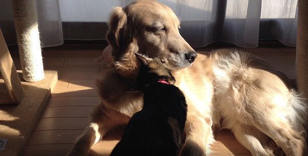 ゴールデン・レトリーバーと猫