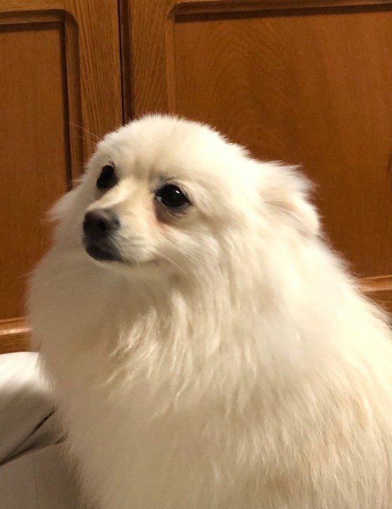 ハッピーちゃん